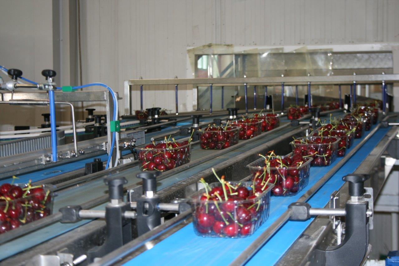 Innovazioni per la ciliegia di Vignola e di Romagna