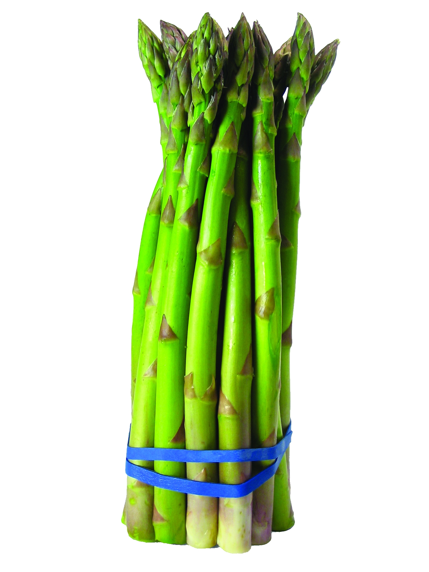 mazzo di asparago verde di altedo 
