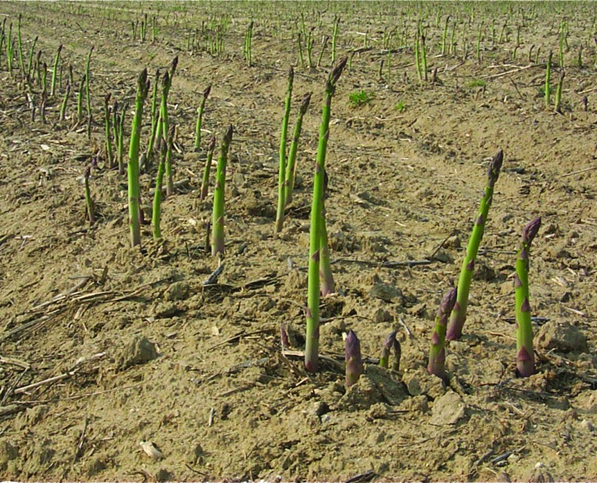 campo di asparagi verdi di Altedo