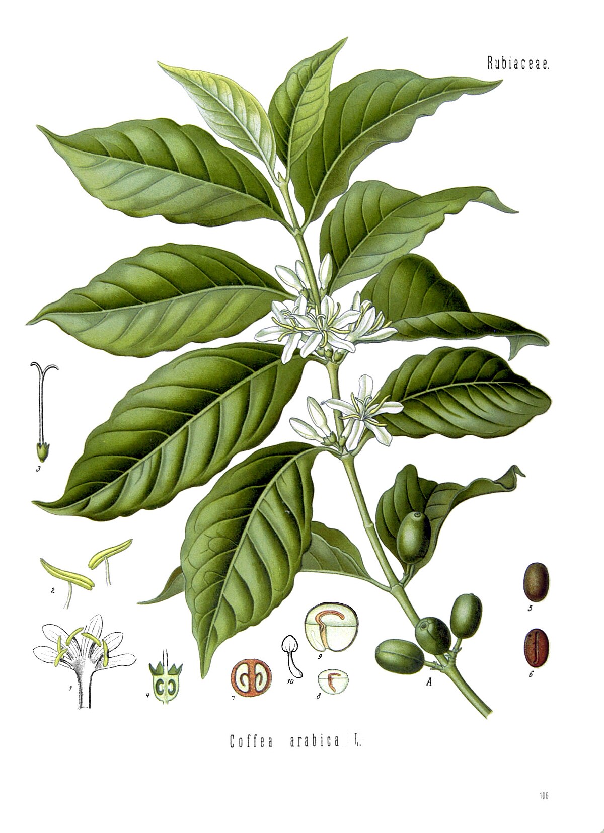 Coffea arabica Köhlers medizinal pflanzen