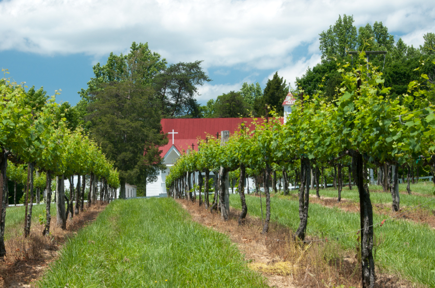 Jefferson vineyard near Monticello, courtesy ph: www.winetalk.com