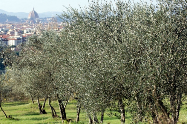 Camminata d'arte e valori tra gli olivi-Fiesole