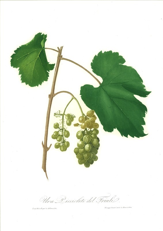 Uva Picolit del Friuli