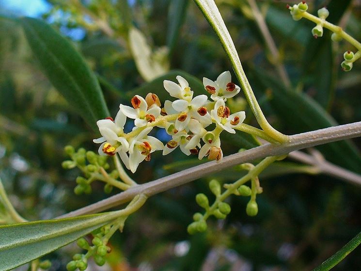 fioritura dell'olivo
