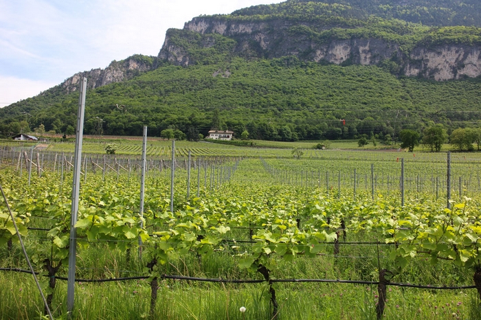 Vigneti di Pinot Nero nell'altopiano di Mazzon (Alto Adige)