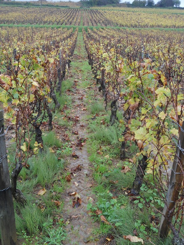 vigne di Chardonnay a Macon