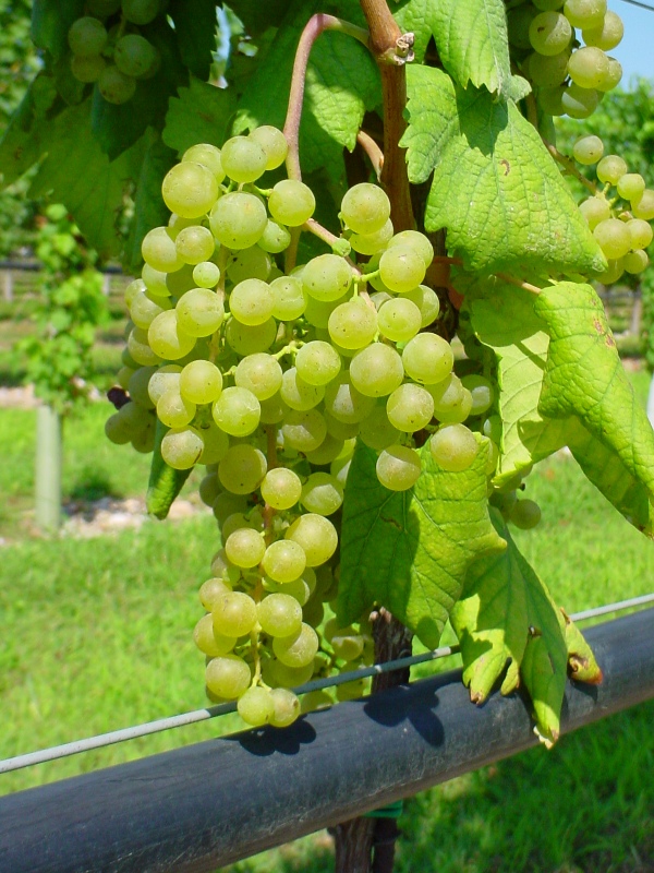 Refosco bianco, uno degli antichi vitigni ritrovati in FVG