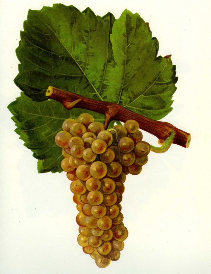 Petit Sauvignon o Sauvignon jaune, dal trattato Ampélograhie di Viala e Vermorel (1901)  )