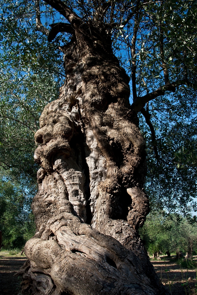 olivo secolare Parco del Venafro
