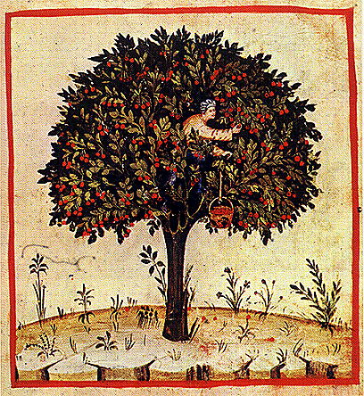 Raccolta di ciliegie dal Tacuinum sanitatis