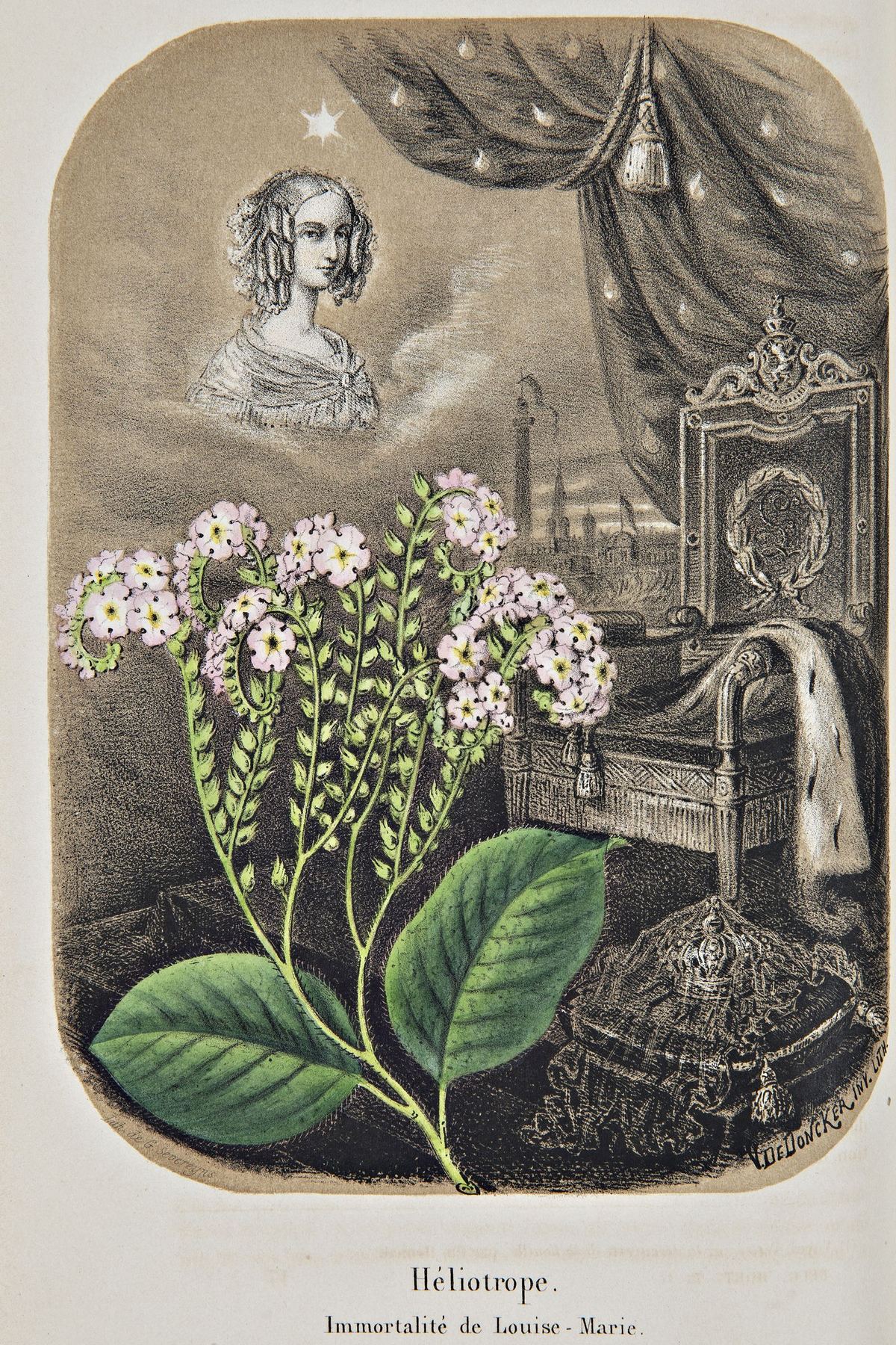 Louise d'Orleans mmagine di Luisa d'Orléans immagine tratta dal volume di Morren, Charles ‒ Morren, Eduard, La Belgique horticole. Journal des jardins, des serres et des champs, Liège 1851-1862.