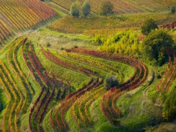 Colli orientali del Friuli vigneti