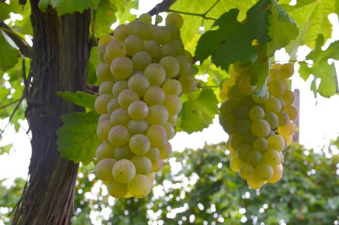 grappoli del vitigno autoctono Famoso